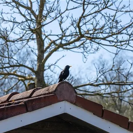 10 Tipps für einen tierfreundlichen Garten