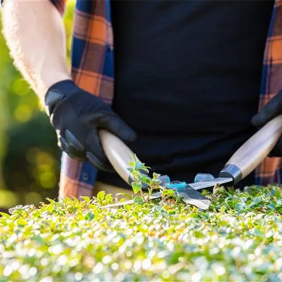 Tipps für den perfekten Rückschnitt im Herbst Tipps für den perfekten Rückschnitt im Herbst