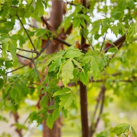 Laubgehölze kaufen und den Garten zum Leuchten bringen Laubgehölze kaufen und den Garten zum Leuchten bringen