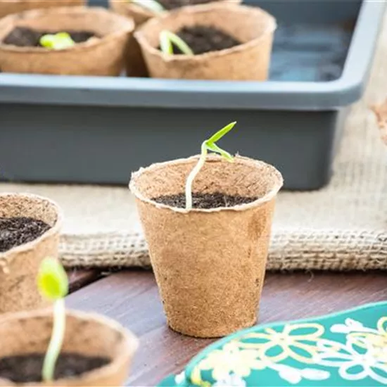 Die 5 besten Tipps für die Anzucht und Erfolg bei der Ernte