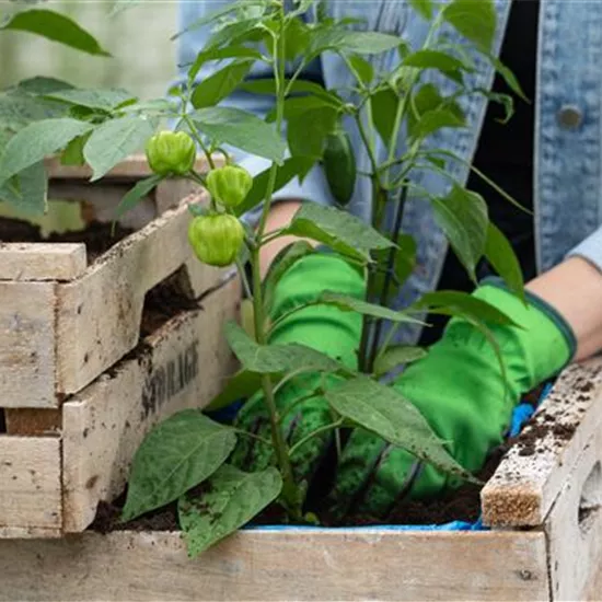 Klimafreundlich gärtnern – Tipps für Klimaschutz im Garten