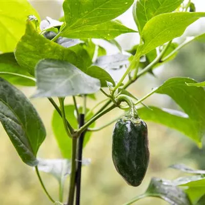 Gemüseanbau auf dem Balkon leicht gemacht