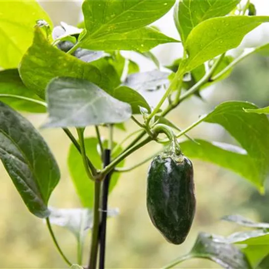 Gemüseanbau auf dem Balkon leicht gemacht Gemüseanbau auf dem Balkon leicht gemacht