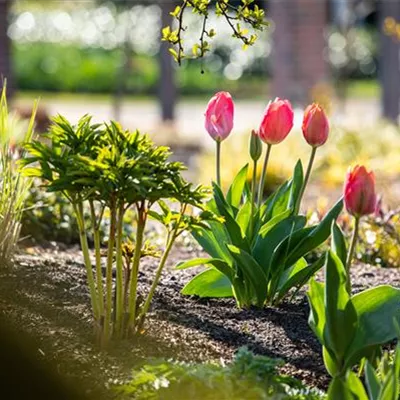 Die 9 schönsten Frühblüher für Frühlingsgefühle