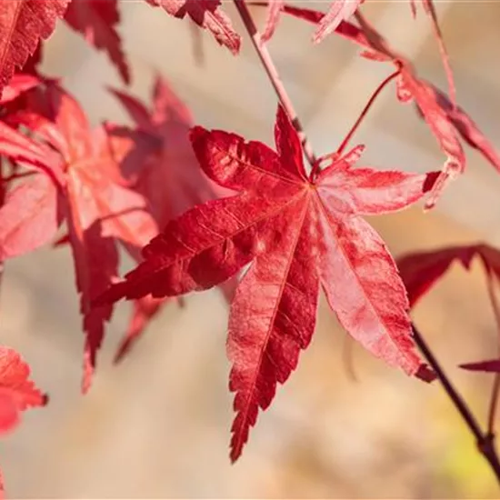 Laubgehölze nach dem Kauf optimal versorgen Laubgehölze nach dem Kauf optimal versorgen