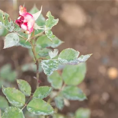 Die häufigsten Pflanzenkrankheiten erkennen und bekämpfen