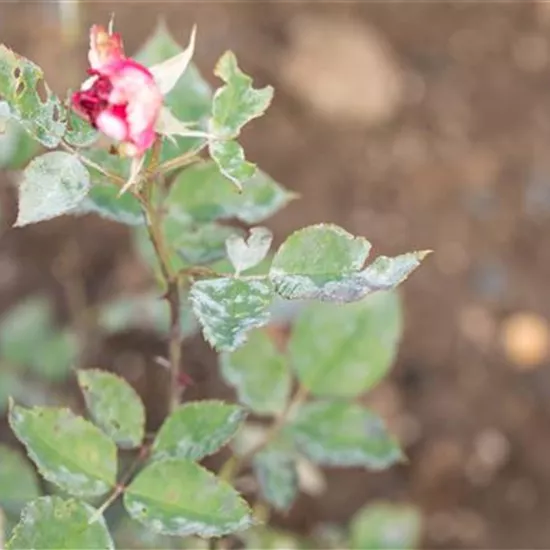 Die häufigsten Pflanzenkrankheiten erkennen und bekämpfen Die häufigsten Pflanzenkrankheiten erkennen und bekämpfen