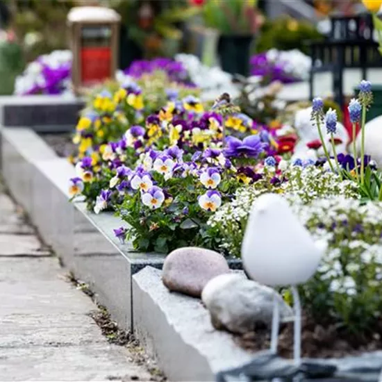 Eine ganzjährige Grabbepflanzung für ein stilvolles Andenken Eine ganzjährige Grabbepflanzung für ein stilvolles Andenken