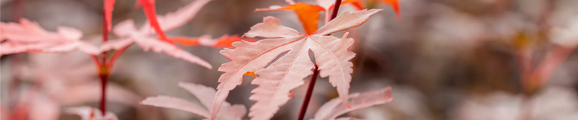 GS913771.jpg GS913771.jpg