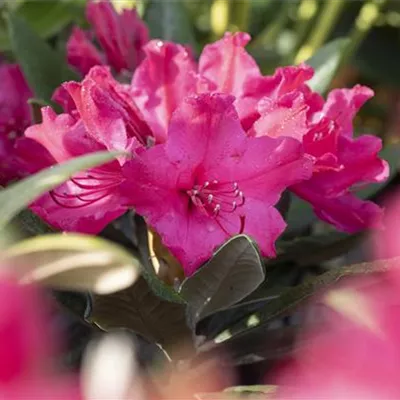 Rhododendron und Azaleen Rhododendron und Azaleen