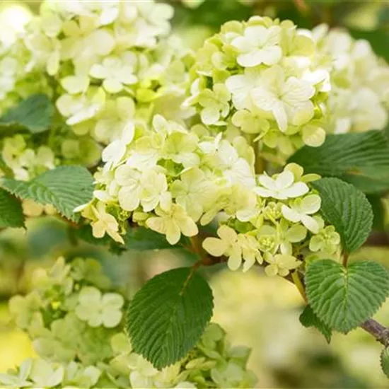 Laubgehölze pflegen – So bleibt der Garten schön Laubgehölze pflegen – So bleibt der Garten schön