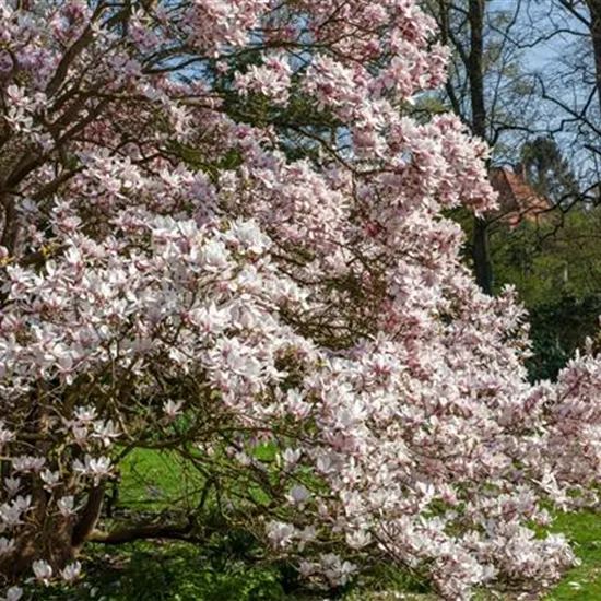 Magnolien pflanzen für einen Blickfang im Garten 