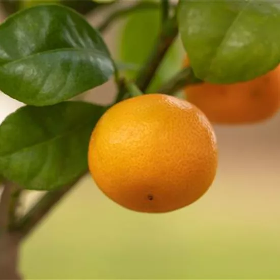 Mediterrane Pflanzen einpflanzen für den Urlaub Zuhause Mediterrane Pflanzen einpflanzen für den Urlaub Zuhause