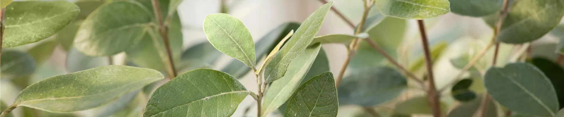 GS659022.jpg GS659022.jpg