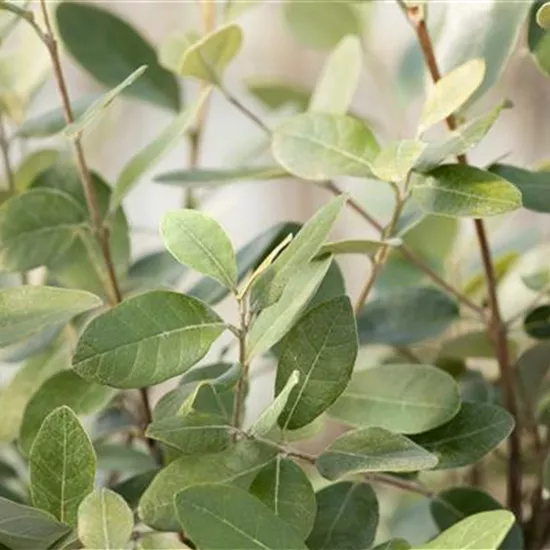 Mediterrane Pflanzen kaufen und nie wieder in den Urlaub wollen Mediterrane Pflanzen kaufen und nie wieder in den Urlaub wollen