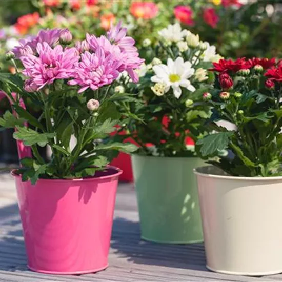 Mit Chrysanthemen den Sommer einfach verlängern