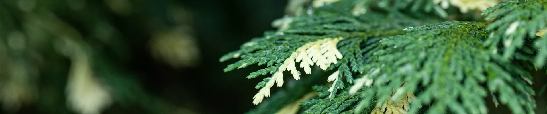 GS670806.jpg GS670806.jpg