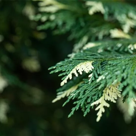 Nadelgehölze kaufen und das ganze Jahr Farbe genießen Nadelgehölze kaufen und das ganze Jahr Farbe genießen