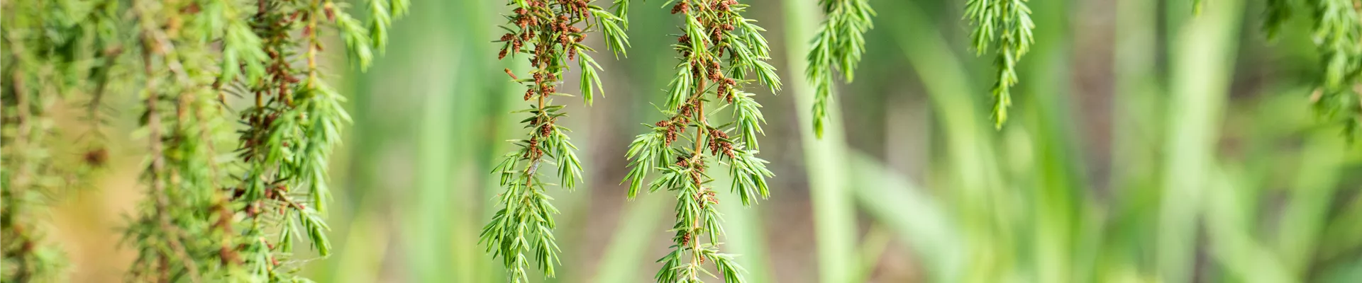 GS663123.jpg GS663123.jpg