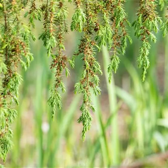 Nadelgehölze pflegen und damit gesund und frisch halten Nadelgehölze pflegen und damit gesund und frisch halten