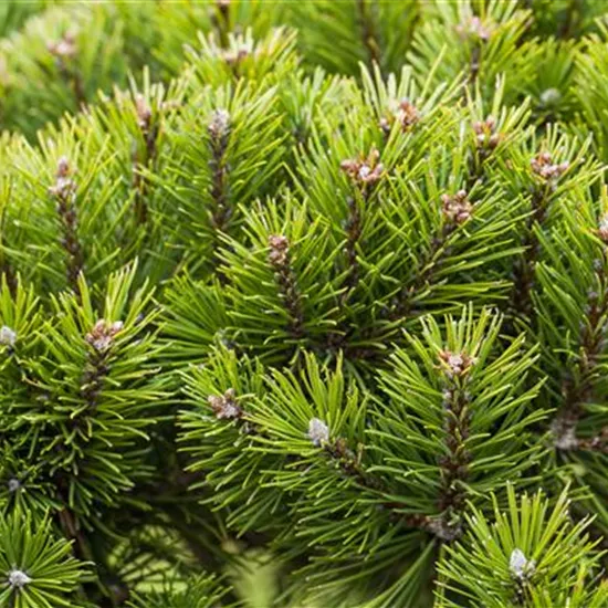 Nadelgehölze zurückschneiden und den Garten in Form bringen Nadelgehölze zurückschneiden und den Garten in Form bringen