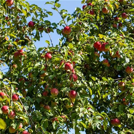 Obstgehölze einpflanzen und einen Naschgarten erschaffen Obstgehölze einpflanzen und einen Naschgarten erschaffen