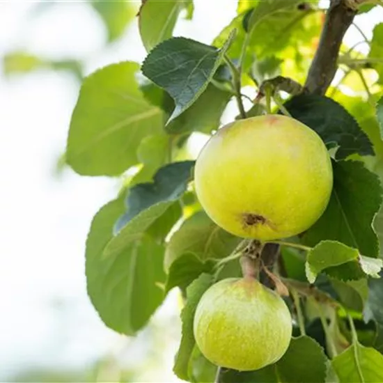 Obstgehölze kaufen und einen eigenen Naschgarten anlegen Obstgehölze kaufen und einen eigenen Naschgarten anlegen