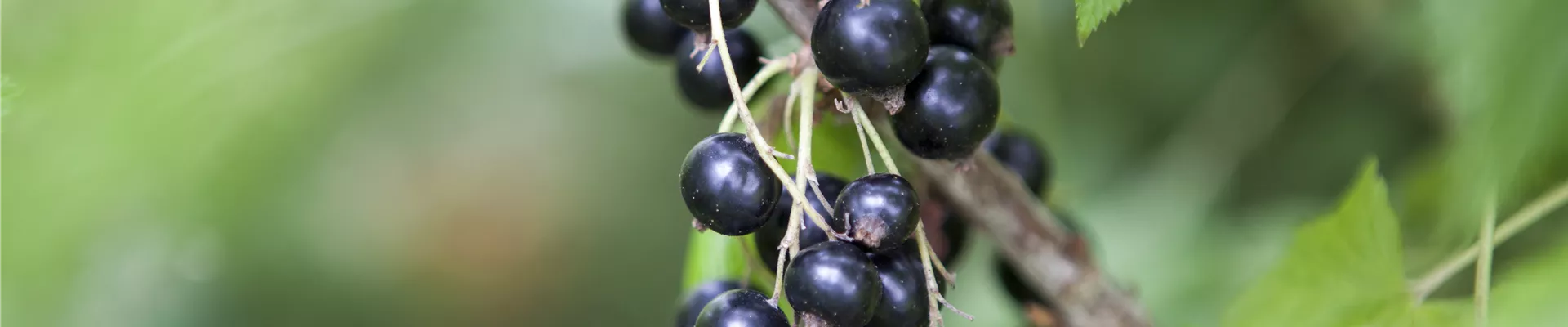 GS425731.jpg GS425731.jpg