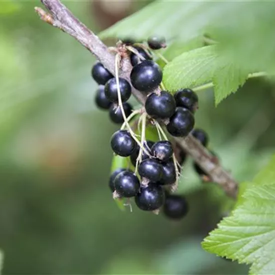 Obstgehölze nach dem Kauf behandeln und richtig pflegen Obstgehölze nach dem Kauf behandeln und richtig pflegen