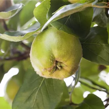 Cydonia oblonga Cydonia oblonga