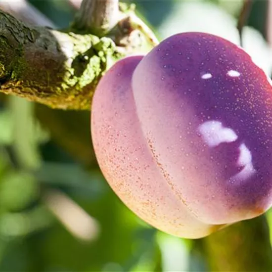 Obstgehölze pflegen und den Garten gleich mit Obstgehölze pflegen und den Garten gleich mit