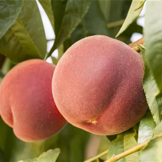 Prunus persica var. persica 'Red Haven'® Prunus persica var. persica 'Red Haven'®