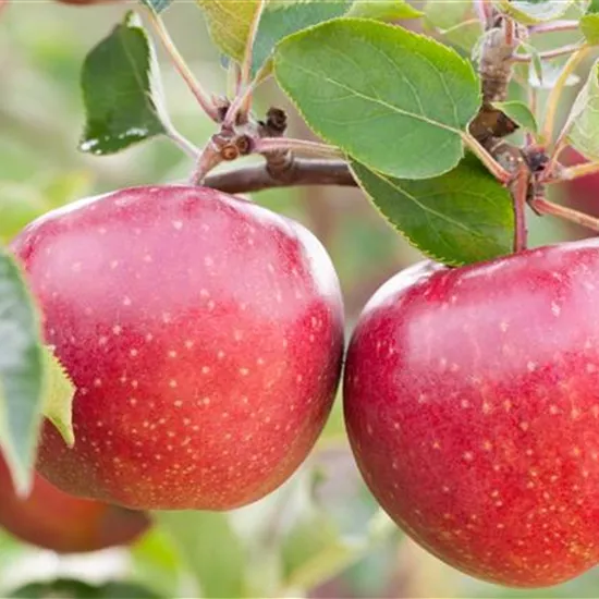 Obstgehölze vor Schädlingen schützen und die Ernte sichern Obstgehölze vor Schädlingen schützen und die Ernte sichern