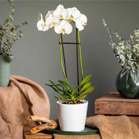 Orchideen pflegen für ein gesundes Wachstum  Orchideen pflegen für ein gesundes Wachstum