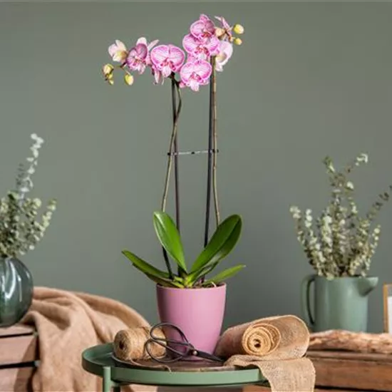 Orchideen schneiden und für gesunde Pflanzen sorgen Orchideen schneiden und für gesunde Pflanzen sorgen