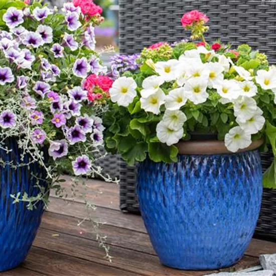 Petunien als beliebte Klassiker für Beet und Balkon