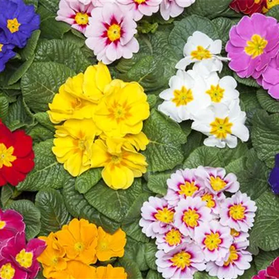 Primeln als unschlagbare Blütenstars im Frühling