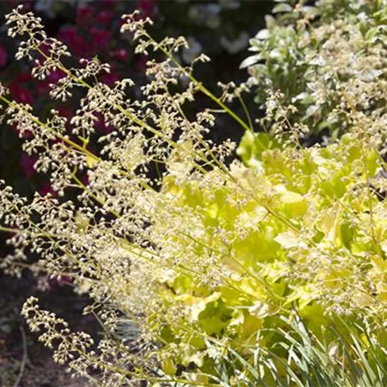 Purpurglöckchen als beliebte Stauden im Garten
