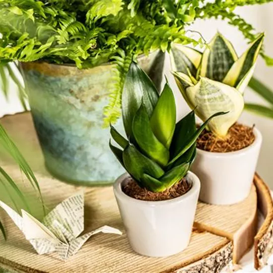 Raumgestaltung mit Zimmerpflanzen für einen grünen Dschungel Raumgestaltung mit Zimmerpflanzen für einen grünen Dschungel