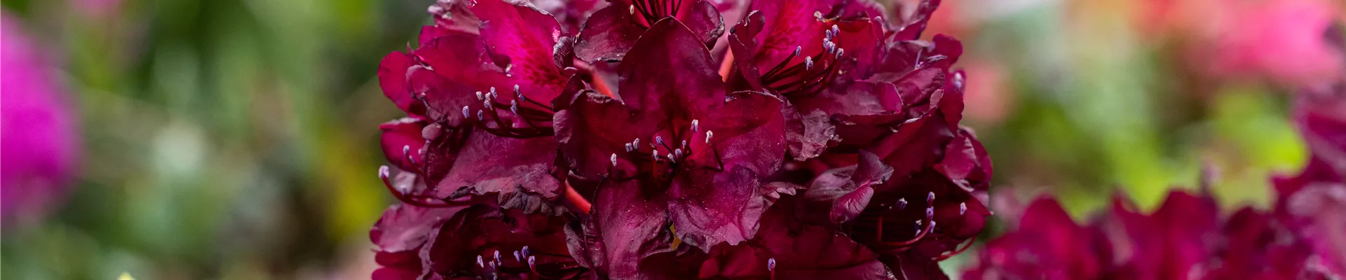 GS671217.jpg GS671217.jpg