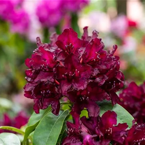 Rhododendron einpflanzen – So erstrahlt der Garten mit Blüten Rhododendron einpflanzen – So erstrahlt der Garten mit Blüten