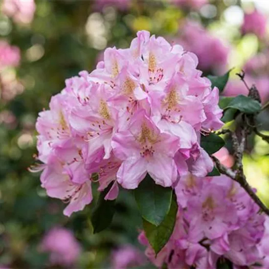 Rhododendron kaufen und den Garten bunt gestalten Rhododendron kaufen und den Garten bunt gestalten