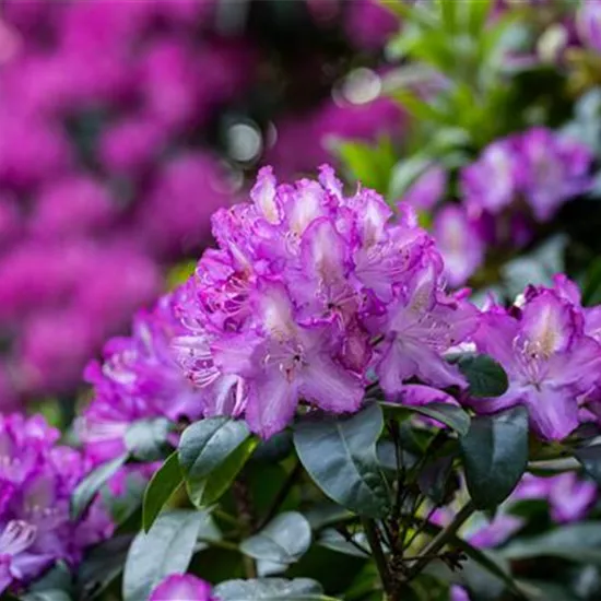 Rhododendron pflegen – So bleibt der Blütenstrauch gesund Rhododendron pflegen – So bleibt der Blütenstrauch gesund