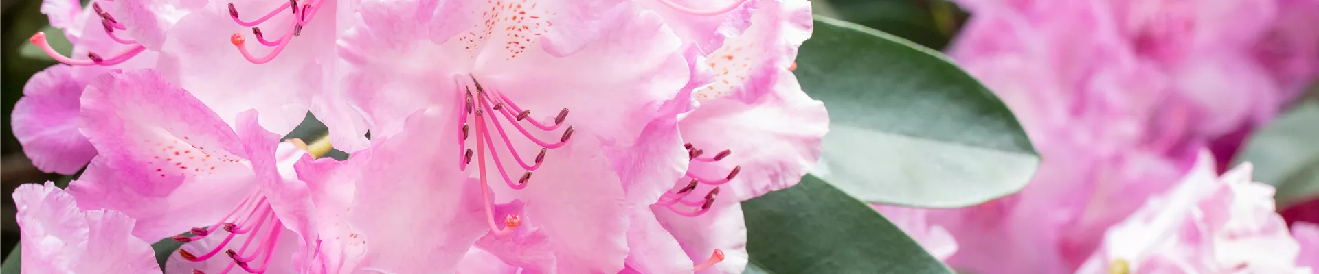 GS665725.jpg GS665725.jpg