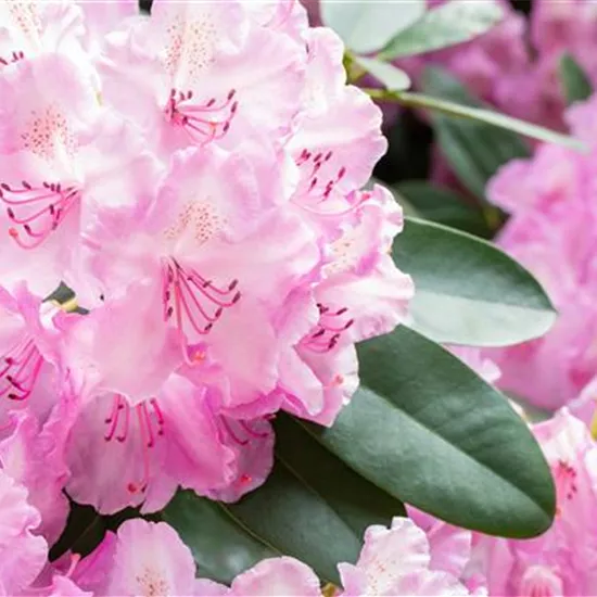 Rhododendronarten und -sorten – Die schönsten Kandidaten Rhododendronarten und -sorten – Die schönsten Kandidaten