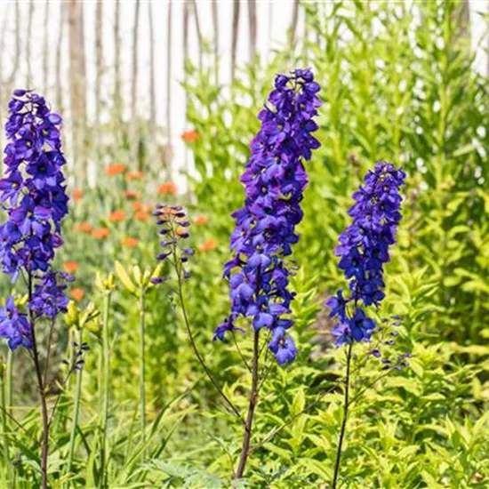 Rittersporn als blühendes Highlight im sommerlichen Garten