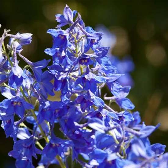 Delphinium x cultorum