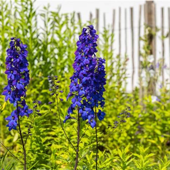 Rittersporn pflanzen und den Sommer einziehen lassen 