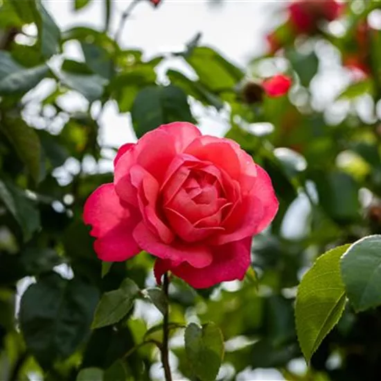 Rosen einpflanzen leicht gemacht – So geht’s richtig Rosen einpflanzen leicht gemacht – So geht’s richtig