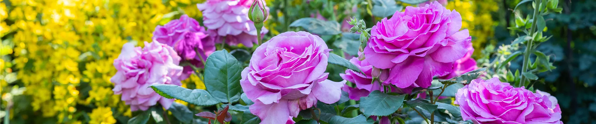 GS667525.jpg GS667525.jpg